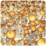Псилоцибиновые (галлюциногенные)  грибы Psilocybin "Golden Teacher" в Электроуглях