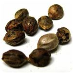 Семена марихуаны АК-47  (Seeds AK-47) в Электроуглях